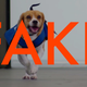 Image for article titled KLM's Sherlock dog is an adorable lie